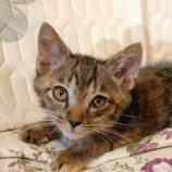 11月24日小山店に参加するにゃんこの大冒険の保護猫01