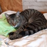 11月24日小山店に参加するにゃんこの大冒険の保護猫02