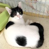 11月24日小山店に参加するにゃんこの大冒険の保護猫04