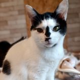 11月24日小山店に参加するにゃんこの大冒険の保護猫05