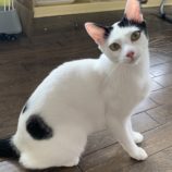 11月24日小山店に参加するにゃんこの大冒険の保護猫06