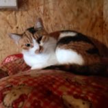 11月24日小山店に参加するにゃんこの大冒険の保護猫07