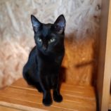 11月24日小山店に参加するにゃんこの大冒険の保護猫08