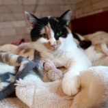 11月24日小山店に参加するにゃんこの大冒険の保護猫09