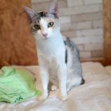 11月24日小山店に参加するにゃんこの大冒険の保護猫10