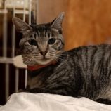 11月24日小山店に参加するにゃんこの大冒険の保護猫11