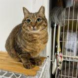 12月1日幸手店に参加するまたたび家の保護猫01