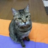 12月1日幸手店に参加するまたたび家の保護猫02