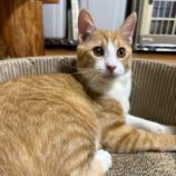 12月1日幸手店に参加するまたたび家の保護猫04