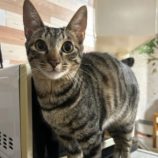 12月1日幸手店に参加するまたたび家の保護猫05