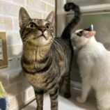 12月1日幸手店に参加するまたたび家の保護猫06