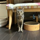 12月1日幸手店に参加するまたたび家の保護猫07