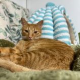 12月1日幸手店に参加するまたたび家の保護猫08