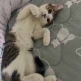 11月16日八千代店に参加する花ねこ千葉の保護猫01