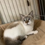 11月16日八千代店に参加する花ねこ千葉の保護猫02