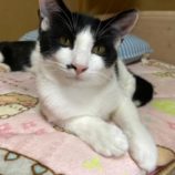 11月16日八千代店に参加する花ねこ千葉の保護猫03