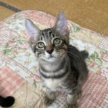 11月16日八千代店に参加する花ねこ千葉の保護猫04