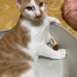 11月16日八千代店に参加する花ねこ千葉の保護猫05