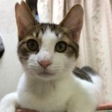 11月16日八千代店に参加する花ねこ千葉の保護猫08