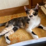 11月16日八千代店に参加する花ねこ千葉の保護猫09