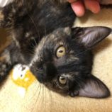 11月16日八千代店に参加する花ねこ千葉の保護猫11