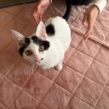 11月16日八千代店に参加する花ねこ千葉の保護猫13