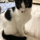 11月16日八千代店に参加する花ねこ千葉の保護猫14