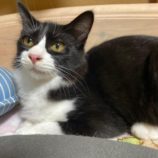 11月16日八千代店に参加する花ねこ千葉の保護猫15