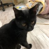 11月16日八千代店に参加する花ねこ千葉の保護猫16