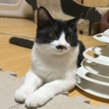 11月16日八千代店に参加する花ねこ千葉の保護猫17