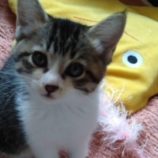 11月16日八千代店に参加する花ねこ千葉の保護猫18