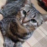 11月16日八千代店に参加する花ねこ千葉の保護猫19