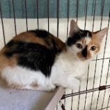 12月1日八千代店に参加する美浜ねこの会の保護猫01