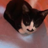 12月1日八千代店に参加する美浜ねこの会の保護猫02