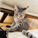 12月1日八千代店に参加する美浜ねこの会の保護猫09