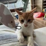 12月1日八千代店に参加する美浜ねこの会の保護猫12