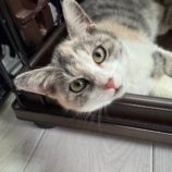 12月1日八千代店に参加する美浜ねこの会の保護猫13