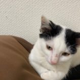12月1日八千代店に参加する美浜ねこの会の保護猫14