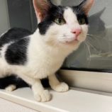 12月1日八千代店に参加する美浜ねこの会の保護猫16