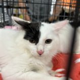 12月1日八千代店に参加する美浜ねこの会の保護猫17