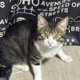 12月1日八千代店に参加する美浜ねこの会の保護猫18