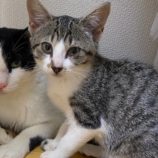 12月1日八千代店に参加する美浜ねこの会の保護猫20