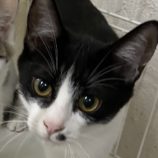 11月24日吉岡店に参加する猫のへやの保護猫02