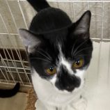 11月24日吉岡店に参加する猫のへやの保護猫03