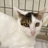 11月24日吉岡店に参加する猫のへやの保護猫04