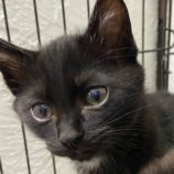 11月24日吉岡店に参加する猫のへやの保護猫06