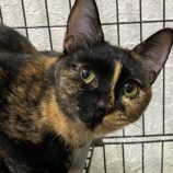 11月24日吉岡店に参加する猫のへやの保護猫07