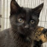 11月24日吉岡店に参加する猫のへやの保護猫08