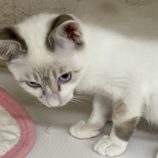 11月24日吉岡店に参加する猫のへやの保護猫09