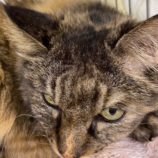 11月24日吉岡店に参加する猫のへやの保護猫10